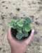 Adiantum thongthamii Suksathan (Endemic to Thailand)
