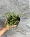 Adiantum tenerum cv.Deflaxum