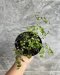 Adiantum tenerum cv.Deflaxum