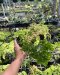 Adiantum tenerum cv. Code Diamond F1