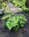Adiantum tenerum cv. Code Diamond F1