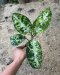 Aglaonema pictum tricolor