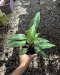 Aglaonema pumilum
