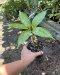 Amorphophallus titanum