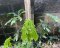 Anthurium clavigerum