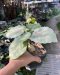 Ficus petiolaris