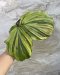 Kaempferia pulchra pink variegated