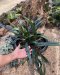 Microsorum thailanddicum