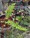 Nephrolepis sp. (Special form) 