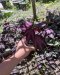 Passiflora trifasciata