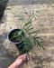 Philodendron polypodioides