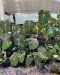 Philodendron gloriosum