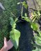 Philodendron joepii