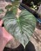 Philodendron majestic