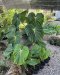 Philodendron mcdowell