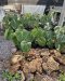 Philodendron mcdowell