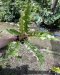 Philodendron ring of fire