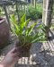 Platycerium X kitshakoodiense Ployratana