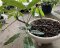 Schefflera poomae