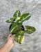 Syngonium scrambled eggs variegated