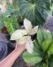 Syngonium milk confetii