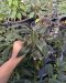 Syngonium rayii