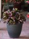 Foliage Celosia - Sol 100 Seeds