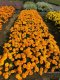 Interspeific Marigold - Endurance 100 Seeds