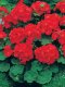 Geranium - Landscaper 100 Seeds