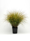 Color Grass Anemanthele - Sirocco 100 Seeds