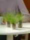 Color Grass Isolepis - Live Wire 100 Seeds