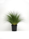 Color Grass Stipa - Pony Tails 100 Seeds