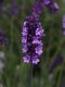 Lavender - Avignon 100 Seeds