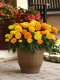 Marigold - Marvel ll 100 Seeds
