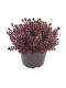 Sedum - Spirit 100 Seeds