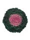Cabbage Ornamental Kamome Pink