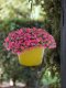 Calibrachoa Coral
