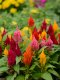Celosia Plumosa Kimono Mix