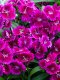Dianthus Interspecific Tiny Star Purple