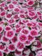 Dianthus Interspecific - Ideal  100 Seeds