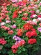 Geranium Horizon MIx