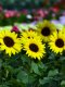 Helianthus Sunbuzz
