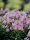 Linaria Fantasista Pink