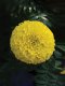 Marigold Twenty Yellow (MAR289)
