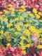 Melampodium - Derby 100 Seeds