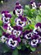 Pansy - Freefall XL 100 Seeds