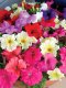Grandiflora Petunia  - Prism 100 Seeds