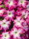 Petunia Grandiflora - Dreams Morn 100 Seeds