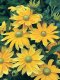 Rudbeckia - Prairie Sun 100 Seeds