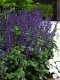 Salvia Interspecific - Big Blue 100 Seeds